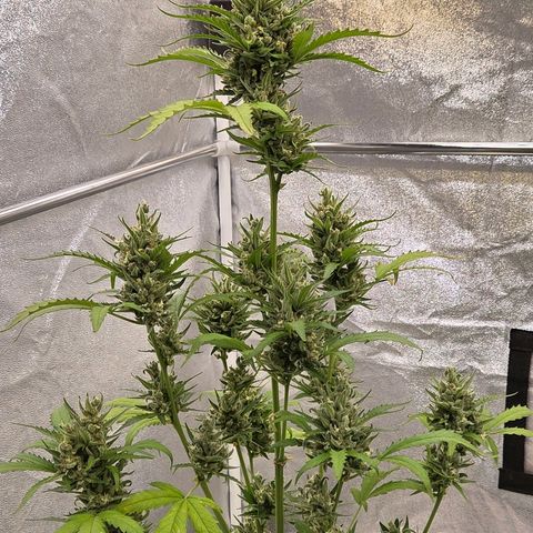 Skitti 1 growlog timeline photo