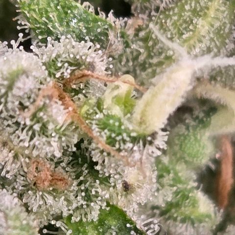 Skitti 1 growlog timeline photo
