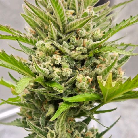 Skitti 1 growlog timeline photo