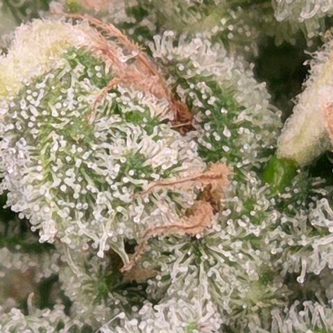 Skitti 1 growlog timeline photo