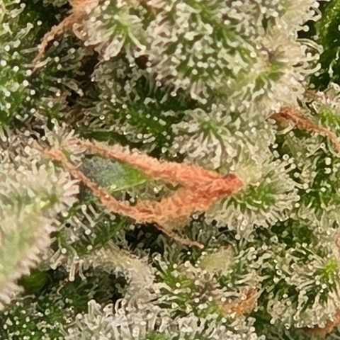 Skitti 1 growlog timeline photo