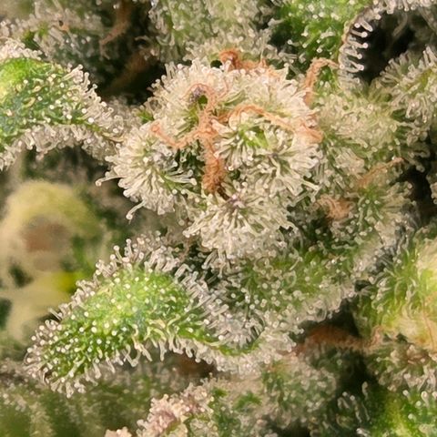 Skitti 1 growlog timeline photo