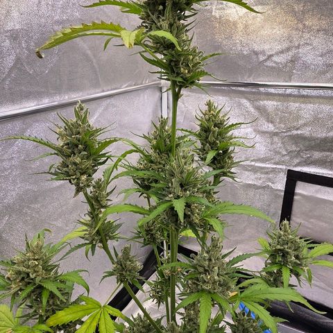 Skitti 1 growlog timeline photo