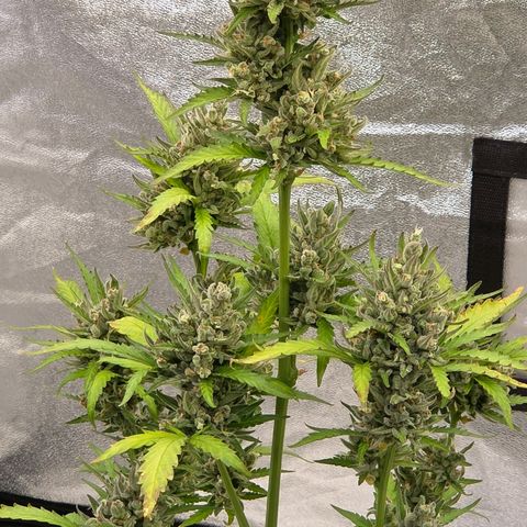 Skitti 1 growlog photo: Das Erntefenster ist geöffnet.