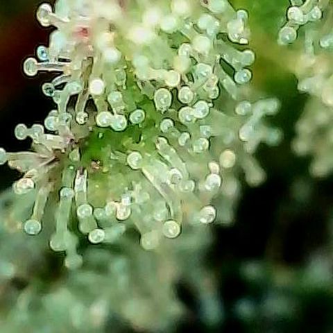 Skitti 1 growlog photo: Alle Buds von oben bis unten die Trichome beschaut.