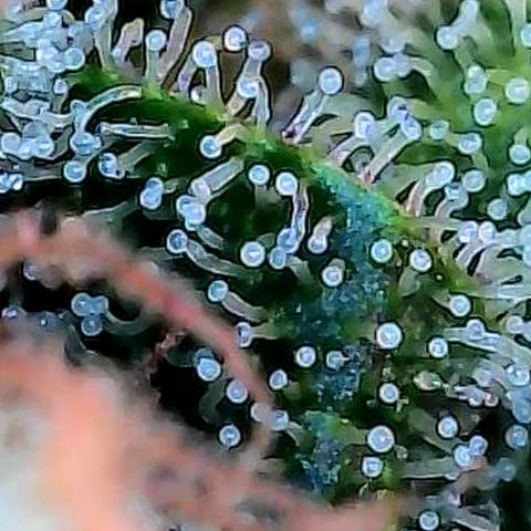 Skitti 1 growlog photo: Alle Buds von oben bis unten die Trichome beschaut.