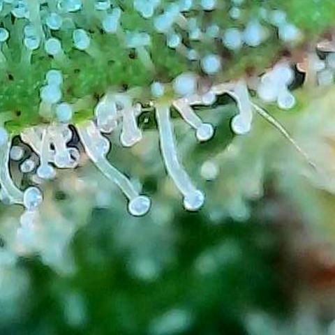 Skitti 1 growlog photo: Alle Buds von oben bis unten die Trichome beschaut.