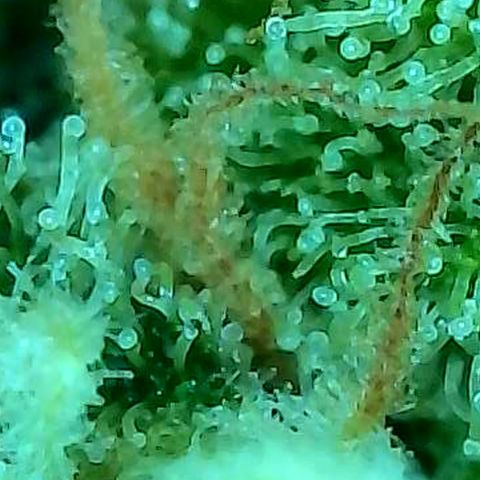 Skitti 1 growlog photo: Alle Buds von oben bis unten die Trichome beschaut.