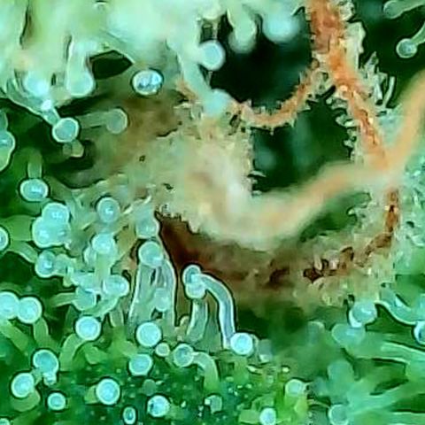 Skitti 1 growlog photo: Alle Buds von oben bis unten die Trichome beschaut.