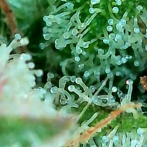 Skitti 1 growlog photo: Alle Buds von oben bis unten die Trichome beschaut.