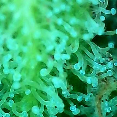 Skitti 1 growlog photo: Alle Buds von oben bis unten die Trichome beschaut.