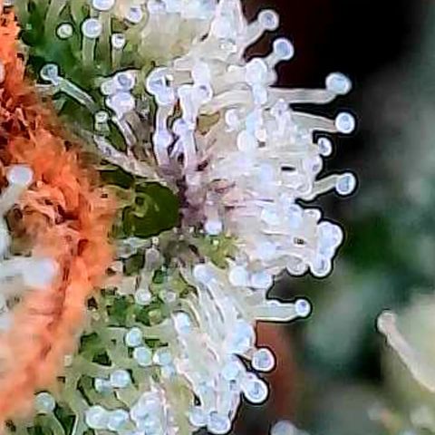Skitti 1 growlog photo: Alle Buds von oben bis unten die Trichome beschaut.
