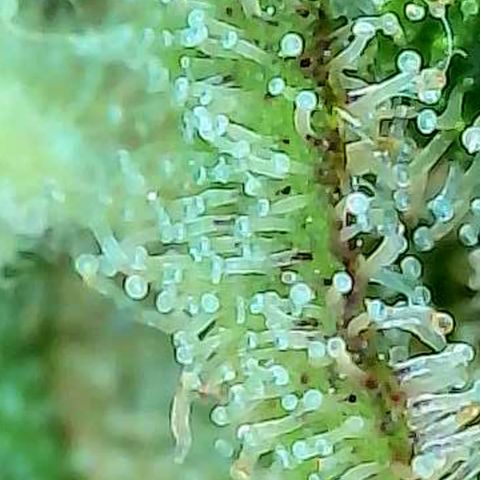 Skitti 1 growlog photo: Alle Buds von oben bis unten die Trichome beschaut.