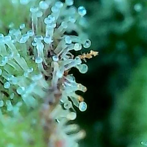 Skitti 1 growlog photo: Alle Buds von oben bis unten die Trichome beschaut.