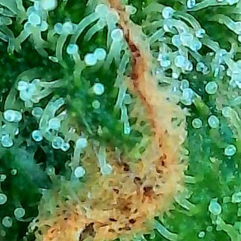 Skitti 1 growlog photo: Alle Buds von oben bis unten die Trichome beschaut.