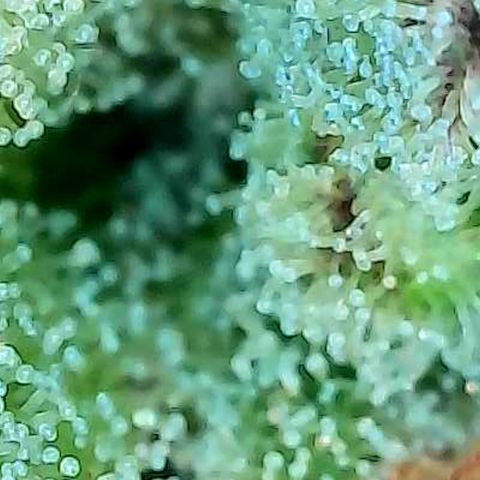 Skitti 1 growlog photo: Alle Buds von oben bis unten die Trichome beschaut.