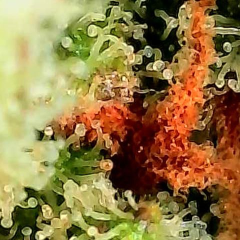 Skitti 1 growlog photo: Alle Buds von oben bis unten die Trichome beschaut.