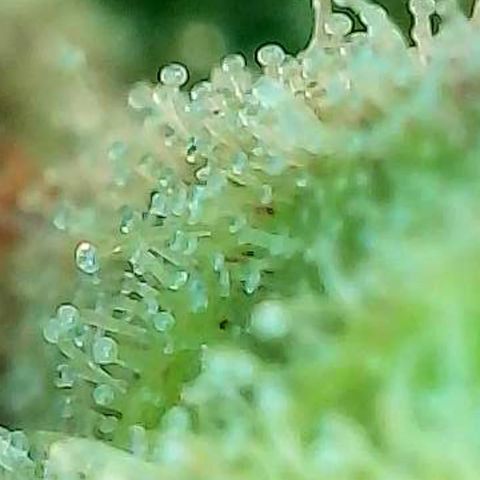 Skitti 1 growlog photo: Alle Buds von oben bis unten die Trichome beschaut.