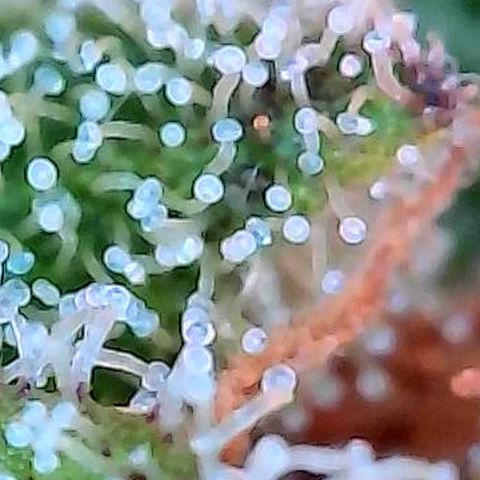 Skitti 1 growlog photo: Alle Buds von oben bis unten die Trichome beschaut.