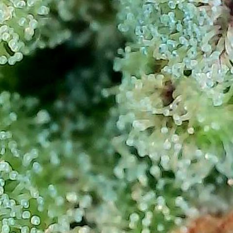 Skitti 1 growlog photo: Alle Buds von oben bis unten die Trichome beschaut.