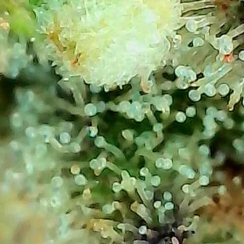Skitti 1 growlog photo: Alle Buds von oben bis unten die Trichome beschaut.