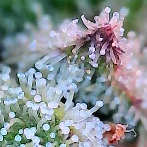 Skitti 1 growlog photo: Alle Buds von oben bis unten die Trichome beschaut.