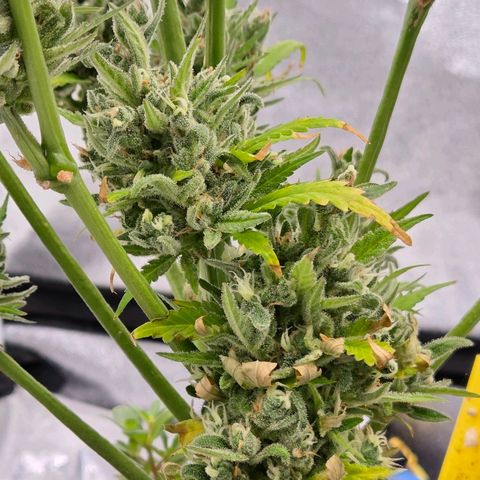 Skitti 1 growlog photo: Sehr frosti u Reif .
Dicke Bommel bis unten .

