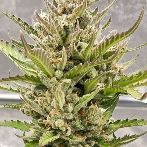 Skitti 1 growlog photo: Sehr frosti u Reif .
Dicke Bommel bis unten .
