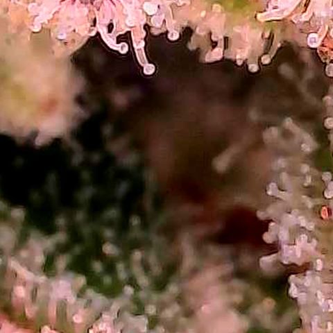 Skitti 1 growlog photo: Definitiv sehr gut gereift.
