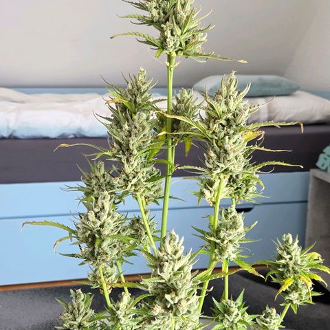 Skitti 1 growlog photo: Fette Calyxe und sie steht kurz vor der Trennung von der Wurzel