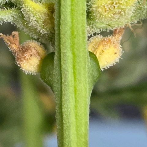Skitti 1 growlog photo: Fette Calyxe und sie steht kurz vor der Trennung von der Wurzel