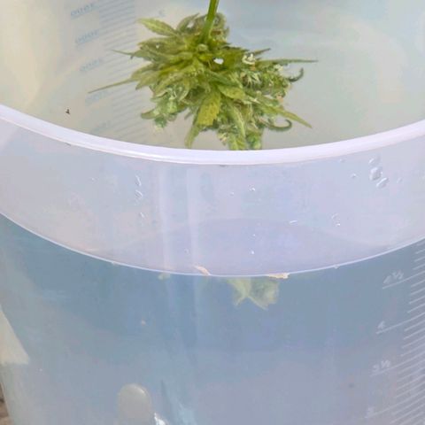 Skitti 1 growlog photo: Bud Washing in Natron ,Zitronen Wasser u nach spülen in 2 x klar Wasser
