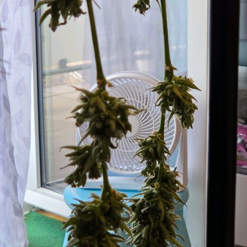 Skitti 1 growlog photo: Gewaschen, hängen sie gleich Dunkel bei leichter Windprise bis Morgen zum ab tropfen.
Dann kommen sie in den Cannatrol 
