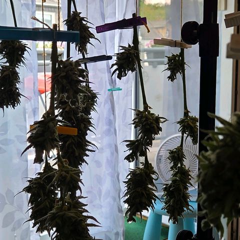 Skitti 1 growlog photo: Gewaschen, hängen sie gleich Dunkel bei leichter Windprise bis Morgen zum ab tropfen.
Dann kommen sie in den Cannatrol 