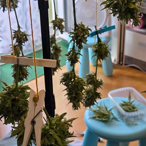 Skitti 1 growlog photo: Gewaschen, hängen sie gleich Dunkel bei leichter Windprise bis Morgen zum ab tropfen.
Dann kommen sie in den Cannatrol 