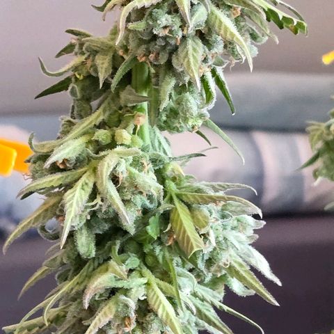 Skitti 1 growlog timeline photo