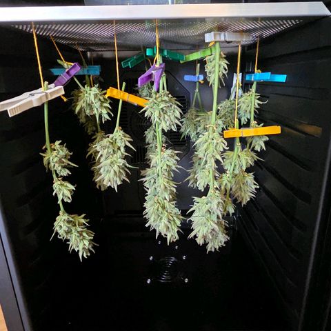 Skitti 1 growlog photo: Nach dem Bud washed und einer Nacht vor trocknung , läuft jetzt an Tag 2 die 4 Dry Mode Tage