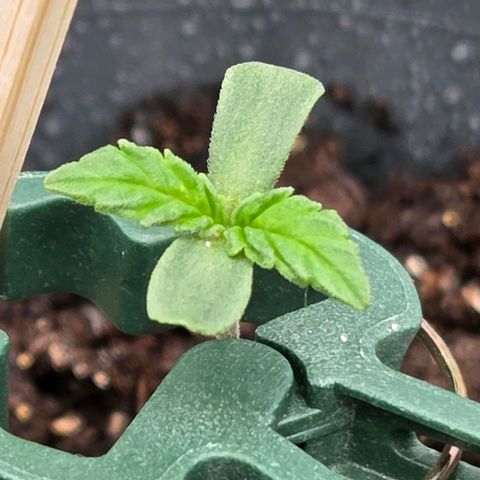 Mexican die Dritte growlog timeline photo