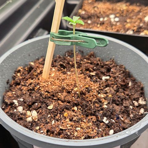 Mexican die Dritte growlog timeline photo