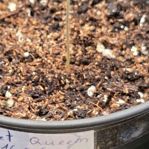 Sherbet  Queen growlog timeline photo