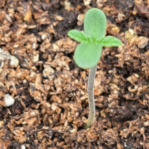 Sherbet  Queen growlog timeline photo