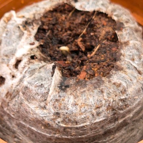 Jamaican Dream 3 growlog timeline photo