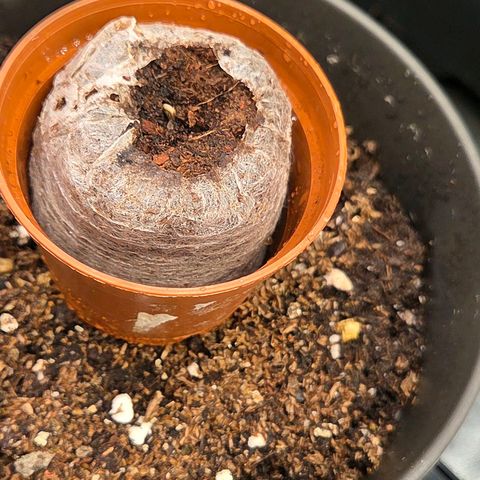 Jamaican Dream 3 growlog timeline photo