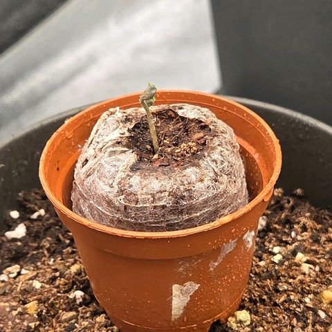 Jamaican Dream 3 growlog timeline photo