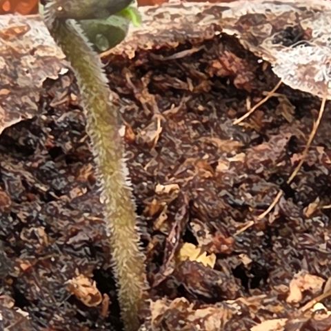 Jamaican Dream 3 growlog timeline photo