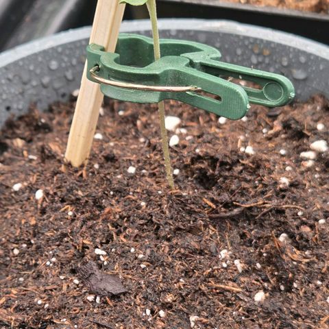 Mexican die Dritte growlog timeline photo