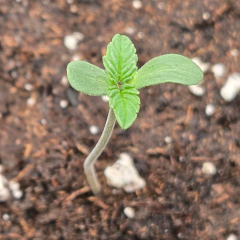 Sherbet  Queen growlog timeline photo
