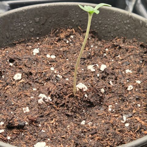 Sherbet  Queen growlog timeline photo