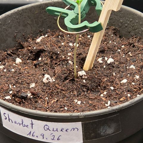 Sherbet  Queen growlog timeline photo