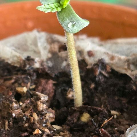Jamaican Dream 3 growlog photo: Sie setze ich jetzt mit dem Jiffy in den 0.7 l Topf